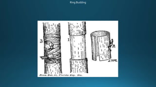 Ring Budding
 