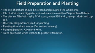 Field Preparation and Planting
• The site of orchard should be cleared and ploughed the whole area.
• Pits of 1X1X1m are digged at 4-6 m distance in month of September-October.
• The pits are filled with 15kg FYM, 400-500 gm SSP and 40-50 gm aldrin and top
soil.
• One year old grafts are used for planting.
• Planting time:-Late winter (December-January)
• Planting Density:- 5X5m or 6X6m.
• Trees bare to be white washed to protect it from sun.
 