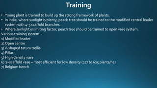 Training
• Young plant is trained to build up the strong framework of plants.
• In India, where sunlight is plenty, peach tree should be trained to the modified central leader
system with 4-5 scaffold branches.
• Where sunlight is limiting factor, peach tree should be trained to open vase system.
Various training system:-
1) Modified leader
2) Open centre
3)V-shaped tatura trellis
4) Pillar
5) High density vase
6) 2=scaffold vase – most efficient for low density (277 to 625 plants/ha)
7) Belgium bench
 