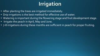 Irrigation
• After planting the trees are irrigated immediately.
• Drip irrigations is the best method for effective use of water.
• Watering is important during the flowering stage and fruit development stage.
• Irrigate the peach in April, May and June.
• 7-8 irrigations during these months are sufficient in peach for proper fruiting.
 