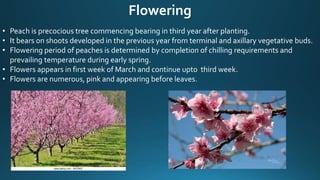 Flowering
• Peach is precocious tree commencing bearing in third year after planting.
• It bears on shoots developed in the previous year from terminal and axillary vegetative buds.
• Flowering period of peaches is determined by completion of chilling requirements and
prevailing temperature during early spring.
• Flowers appears in first week of March and continue upto third week.
• Flowers are numerous, pink and appearing before leaves.
 