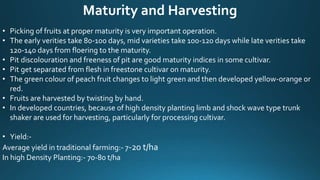 Maturity and Harvesting
• Picking of fruits at proper maturity is very important operation.
• The early verities take 80-100 days, mid varieties take 100-120 days while late verities take
120-140 days from floering to the maturity.
• Pit discolouration and freeness of pit are good maturity indices in some cultivar.
• Pit get separated from flesh in freestone cultivar on maturity.
• The green colour of peach fruit changes to light green and then developed yellow-orange or
red.
• Fruits are harvested by twisting by hand.
• In developed countries, because of high density planting limb and shock wave type trunk
shaker are used for harvesting, particularly for processing cultivar.
• Yield:-
Average yield in traditional farming:- 7-20 t/ha
In high Density Planting:- 70-80 t/ha
 