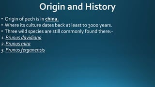 Origin and History
• Origin of pech is in china.
• Where its culture dates back at least to 3000 years.
• Three wild species are still commonly found there:-
1.Prunus davidiana
2.Prunus mira
3.Prunus ferganensis
 