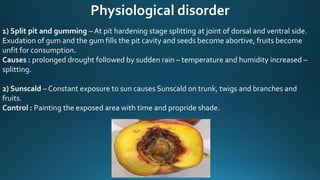 Physiological disorder
1) Split pit and gumming – At pit hardening stage splitting at joint of dorsal and ventral side.
Exudation of gum and the gum fills the pit cavity and seeds become abortive, fruits become
unfit for consumption.
Causes : prolonged drought followed by sudden rain – temperature and humidity increased –
splitting.
2) Sunscald – Constant exposure to sun causes Sunscald on trunk, twigs and branches and
fruits.
Control : Painting the exposed area with time and propride shade.
 