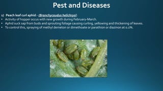 Pest and Diseases
1) Peach leaf curl aphid:- (Branchycaudus helichrysi)
• Activity of hopper occus with new growth during February-March.
• Aphid suck sap from buds and sprouting foliage causing curling, yellowing and thickening of leaves.
• To control this, spraying of methyl demeton or dimethoate or parathion or diazinon at 0.1%.
 