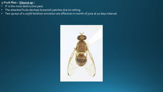3) Fruit flies:- (Daucus sp.)
• IT is the most destructive pest.
• The attacked fruits devlope brownish patches due to rotting.
• Two sprays of 0.075% fenthion emulsion are effective in month of june at 10 days interval.
 