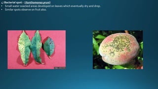 4) Bacterial spot:- (Xanthomonas pruni)
• Small water soacked areas developed on leaves which eventually dry and drop.
• Similar spots observe on fruit also.
 