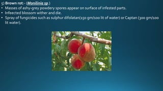 5) Brown rot:- (Monilinia sp.)
• Masses of ashy-grey powdery spores appear on surface of infested parts.
• Infeected blossom wither and die.
• Spray of fungicides such as sulphur difolatan(150 gm/100 lit of water) or Captan (300 gm/100
lit water).
 