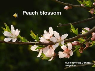 Peach blossom




                Music:Ernesto Cortazar
                --together
 