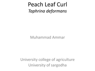 Peach Leaf Curl
Taphrina deformans
Muhammad Ammar
University college of agriculture
University of sargodha
 