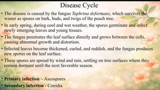 Spring Infections Peach Leaf Curl Disease:symptoms, causal organism, disease cycle ...