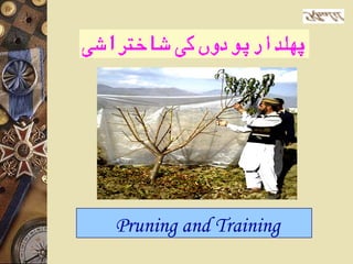 Pruning and Training
 