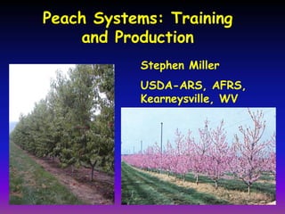 Peach Systems: Training
and Production
Stephen Miller
USDA-ARS, AFRS,
Kearneysville, WV

 