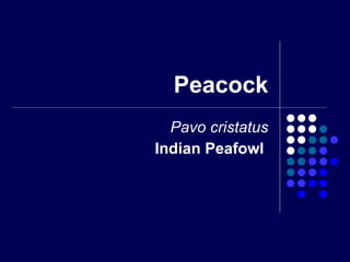 Peacock Pavo cristatus Indian Peafowl   