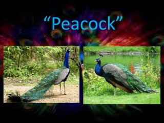 “Peacock”
 