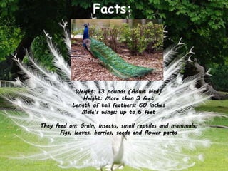 Facts:
Weight: 13 pounds (Adult bird)
Height: More than 3 feet
Length of tail feathers: 60 inches
Male’s wings: up to 6 feet
They feed on: Grain, insects, small reptiles and mammals,
Figs, leaves, berries, seeds and flower parts
 