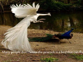 Many peopledon’tknow the peacock is a birdthat can fly.
 