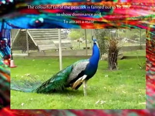 The colourful tailof the peacock is fanned out to be able
to show dominance and
To attract amate
 