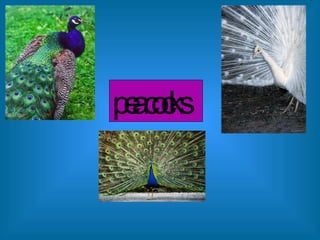 peacocks 