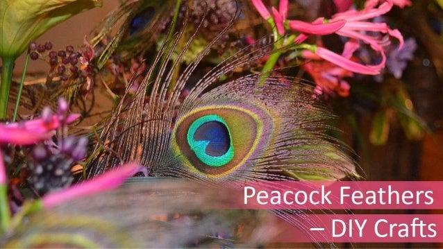 Peacock Feathers - DIY Crafts