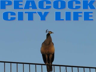 PEACOCK CITY LIFE 