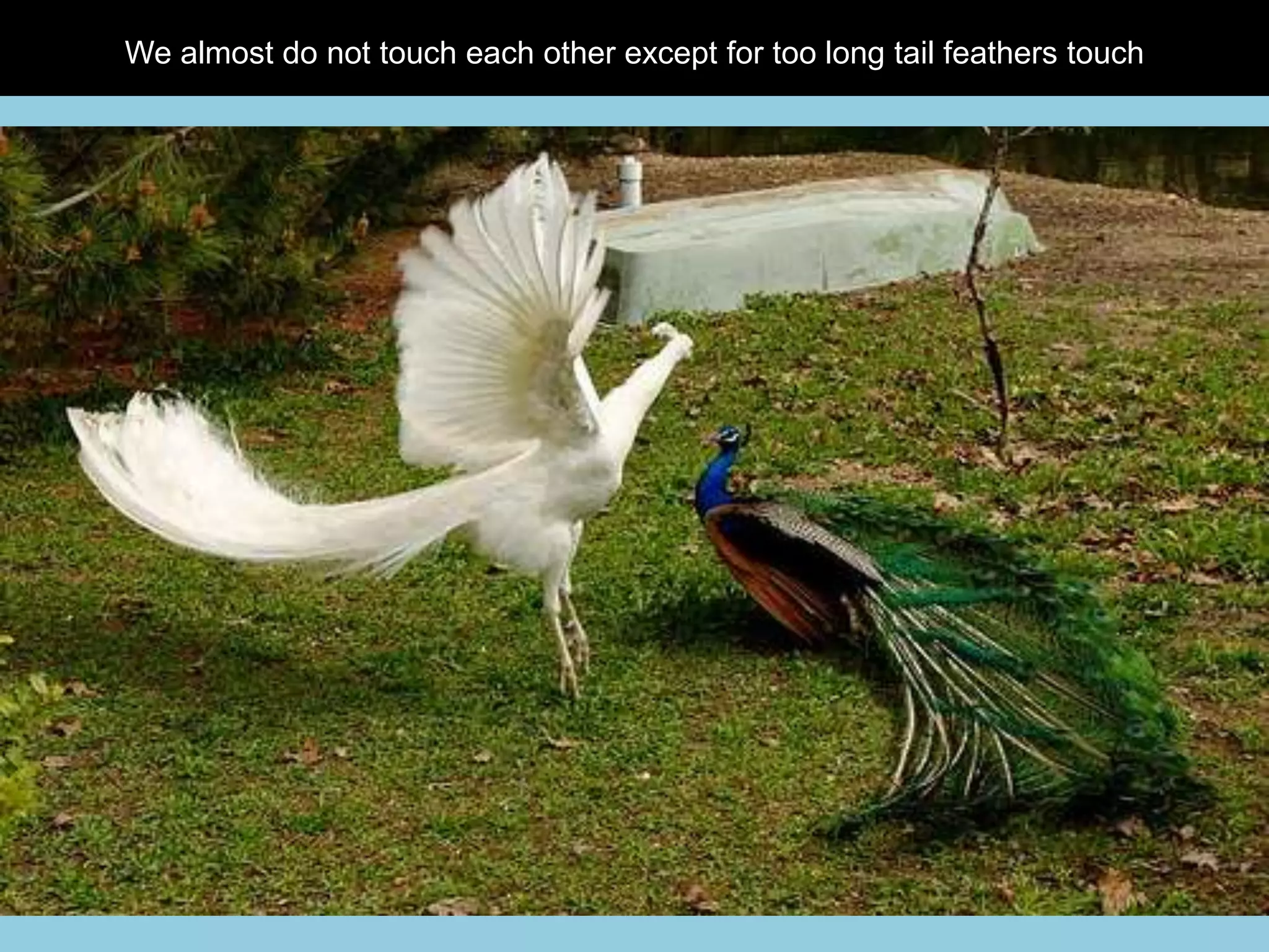 We almost do not touch each other except for too long tail feathers touch
 