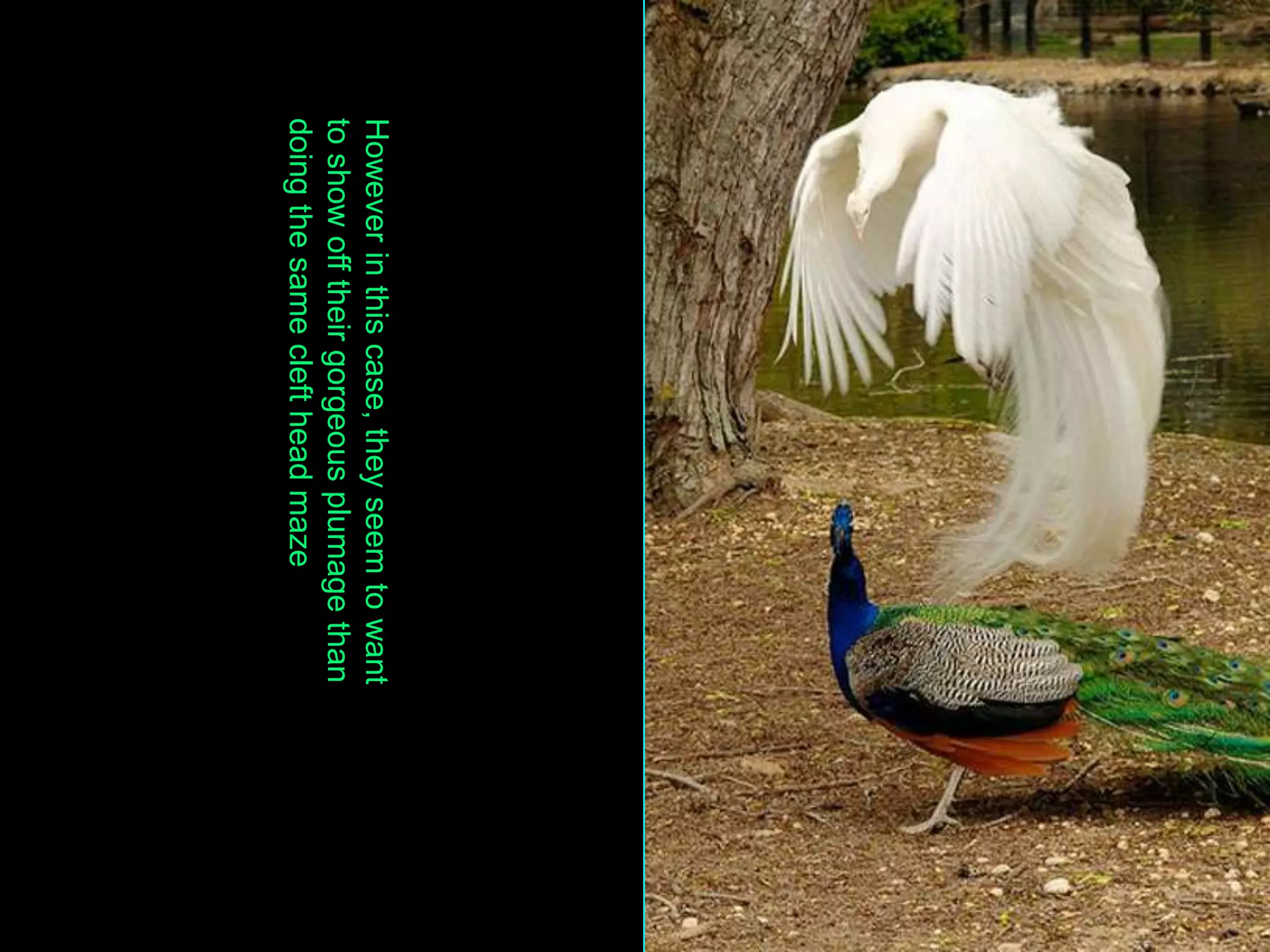 However in this case, they seem to want
to show off their gorgeous plumage than
doing the same cleft head maze
 