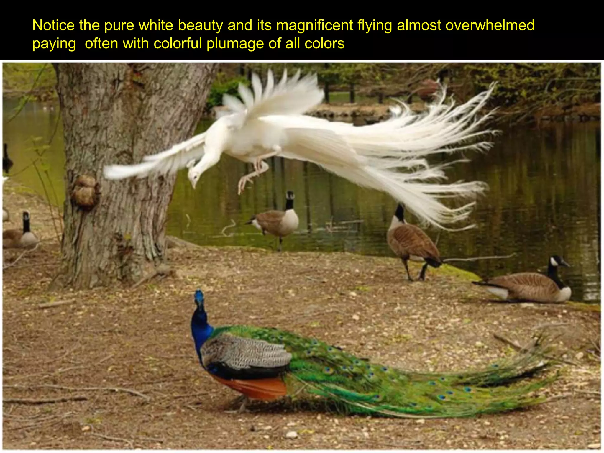 Notice the pure white beauty and its magnificent flying almost overwhelmed
paying often with colorful plumage of all colors
 