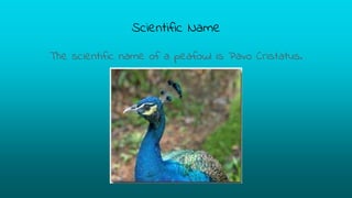 Scientific Name
The scientific name of a peafowl is Pavo Cristatus.
 