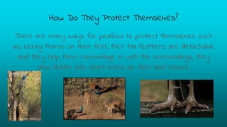 How Do They Protect Themselves?
There are many ways for peafowl to protect themselves such
as, kicking thorns on their feet, their tail feathers are detachable
and they help them camouflage in with the surroundings, they
also flutter into short trees as their last resort.
 