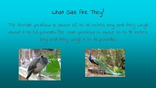 What Size Are They?
The female peafowl is about 35 to 43 inches long and they weigh
about 6 to 8.8 pounds.The male peafowl is about 70 to 98 inches
long and they weigh 8 to 13 pounds.
 