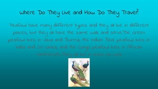 Where Do They Live and How Do They Travel?
Peafowl have many different types and they all live in different
places, but they all have the same walk and strut.The Green
peafowl lives in Java and Burma, the Indian Blue peafowl lives in
India and Sri Lanka, and the Congo peafowl lives in African
rainforests.They all live in zoos as well.
 