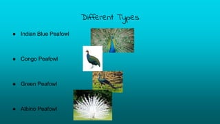 Different Types
● Indian Blue Peafowl
● Congo Peafowl
● Green Peafowl
● Albino Peafowl
 