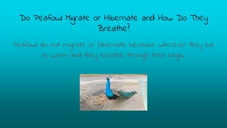 Do Peafowl Migrate or Hibernate and How Do They
Breathe?
Peafowl do not migrate or hibernate because wherever they live
is warm and they breathe through their lungs.
 