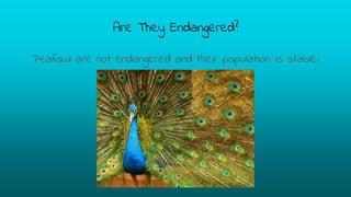 Are They Endangered?
Peafowl are not endangered and their population is stable.
 
