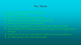 Fun Facts
★ A group of peafowl is called an ostentation
★ They live 15 to 20 years
★ Babies weigh 3.6 ounces right after hatching
★ Peafowl can cost as low as $35 and as high as $275
★ Peafowl are one of the largest flying birds
★ A one day old baby peafowl can walk, eat, and drink without assistance
★ Some predators of the peafowl are mongooses, jungle cats, stray dogs, leopards,
and tigers
★ Peafowl also do not have to be killed for feathers because they shed them
★ The Indian peafowl is the national bird of India
 