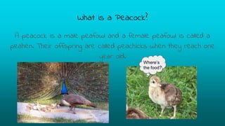 What is a Peacock?
A peacock is a male peafowl and a female peafowl is called a
peahen. Their offspring are called peachicks when they reach one
year old.
Where’s
the food?
 