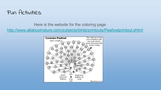 Fun Activities
Here is the website for the coloring page
http://www.allaboutnature.com/subjects/birds/printouts/Peafowlprintout.shtml
 