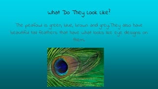 What Do They Look Like?
The peafowl is green, blue, brown and grey.They also have
beautiful tail feathers that have what looks like eye designs on
them.
 