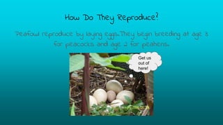 How Do They Reproduce?
Peafowl reproduce by laying eggs.They begin breeding at age 3
for peacocks and age 2 for peahens.
Get us
out of
here!
 