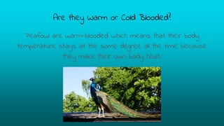 Are they Warm or Cold Blooded?
Peafowl are warm-blooded which means that their body
temperature stays at the same degree all the time because
they make their own body heat.
 