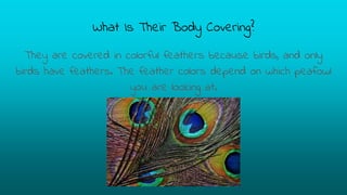 What Is Their Body Covering?
They are covered in colorful feathers because birds, and only
birds have feathers. The feather colors depend on which peafowl
you are looking at.
 
