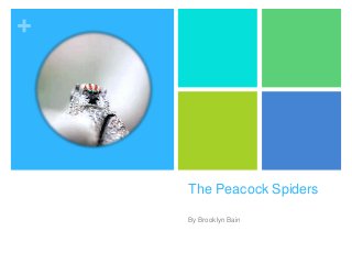 +
The Peacock Spiders
By Brooklyn Bain
 