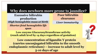 Why does newborn more prone to jaundice?
High hemoglobin mass at birth
Shorter fetal hemoglobin life
span
Low enzyme Glucuronyltransferase activity
(reach adult level by 14 days regardless of gestation)
Low concentration of ligandin Y protein
(carries unconjugated bilirubin to the smooth
endoplasmic reticulum) – increase to adult level by
5-10 days of age
Excessive bilirubin
production
Poor bilirubin
clearance
Liver immaturity
.
 