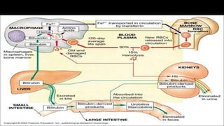 Pathophysiology : BILIRUBIN METABOLISM
 