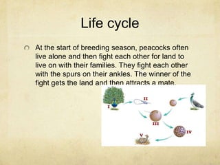 Life cycleAt the start of breeding season, peacocks often live alone and then fight each other for land to live on with their families. They fight each other with the spurs on their ankles. The winner of the fight gets the land and then attracts a mate.