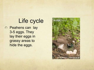 Life cyclePeahens can  lay 3-5 eggs. They lay their eggs in grassy areas to hide the eggs.