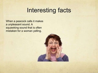 Interesting factsWhen a peacock calls it makes a unpleasant sound. A squawking sound that is often mistaken for a woman yelling.
