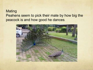 MatingPeahens seem to pick their mate by how big the peacock is and how good he dances.