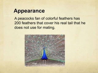 AppearanceA peacocks fan of colorful feathers has 200 feathers that cover his real tail that he does not use for mating.